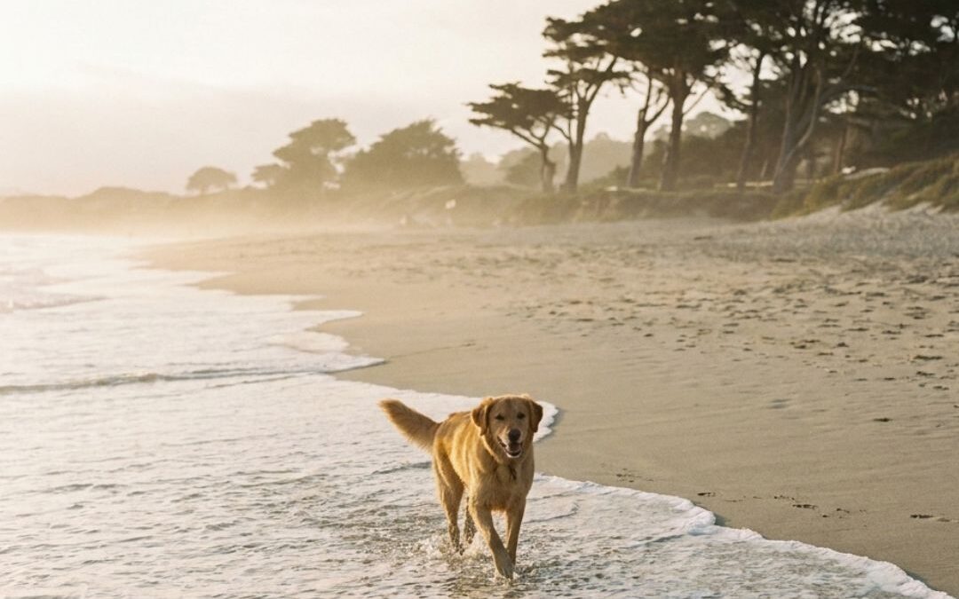 A dog running along the surf on a wide white-sand California beach in golden morning light, with cypress trees on the dune line.